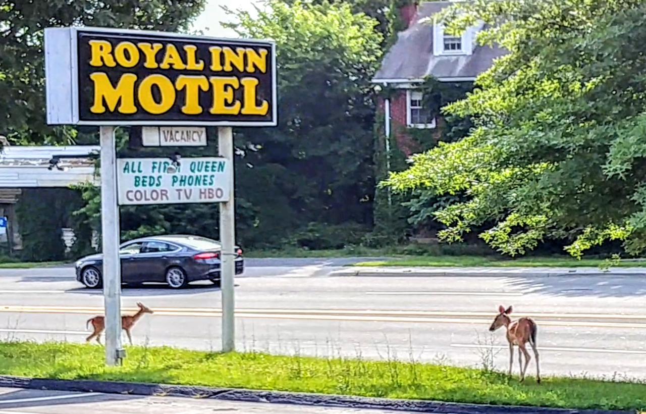 Royal Inn Motel Front Royal Eksteriør billede